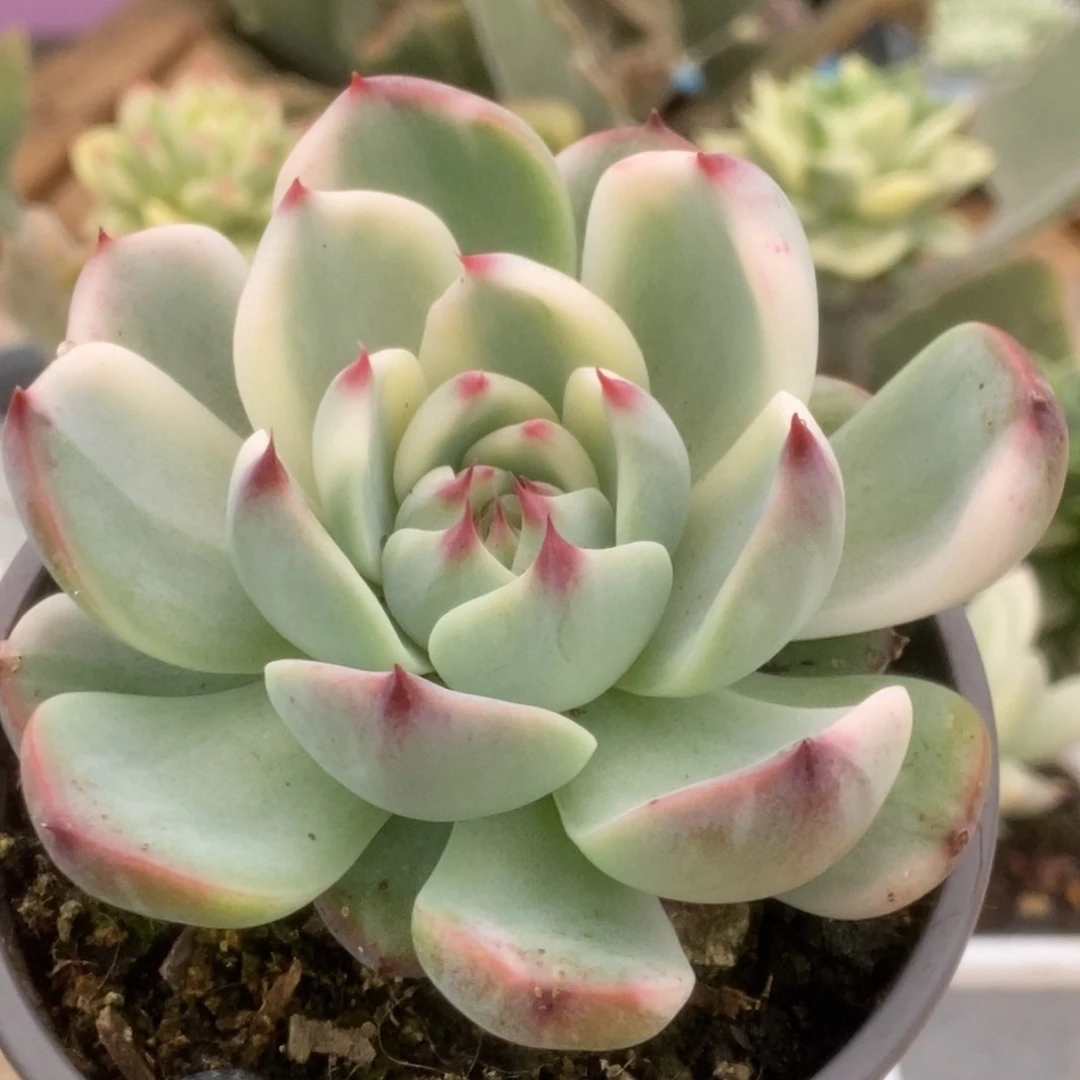 320锦锦锦锦锦锦锦锦