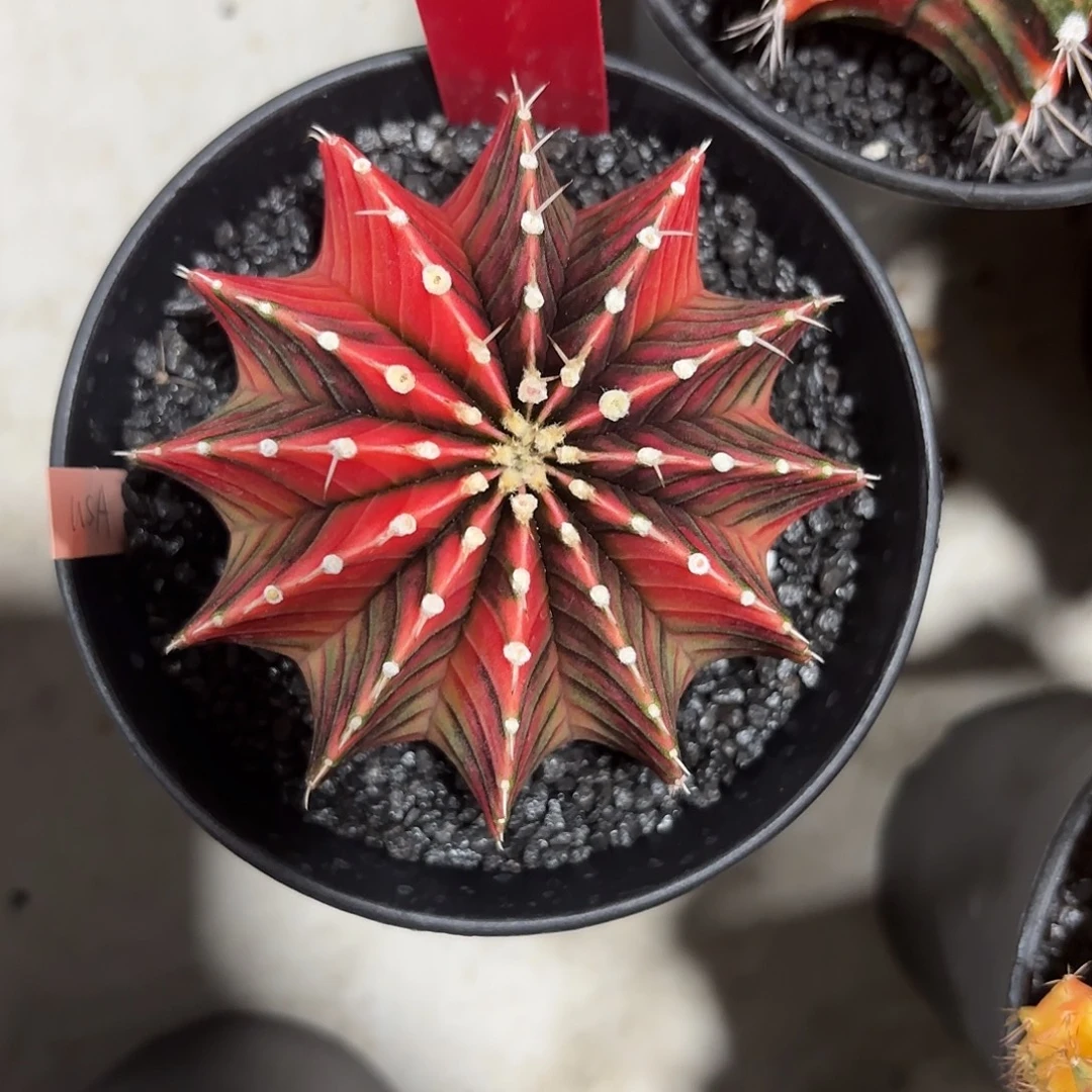 A***R84-0903泰国发货 黑暗之眼