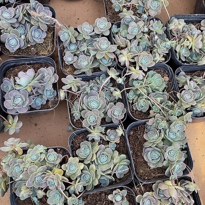 子持莲花带盆土发