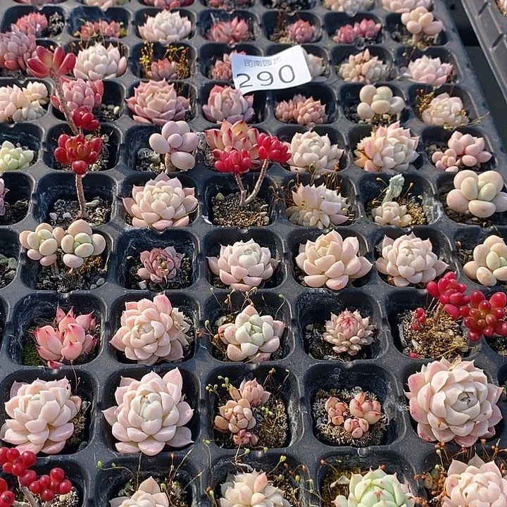 290 多肉植物盆栽花卉植物