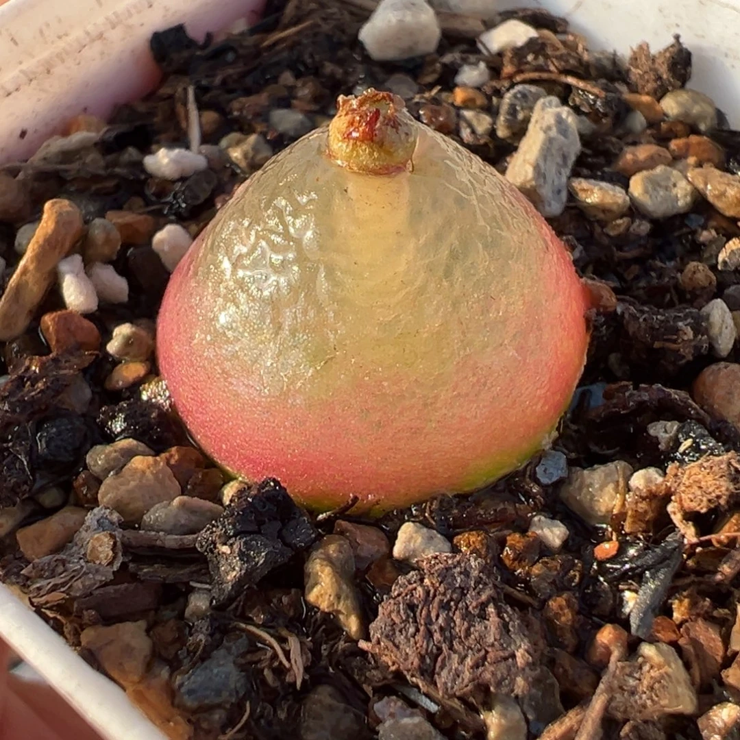 0024多肉植物种类多样