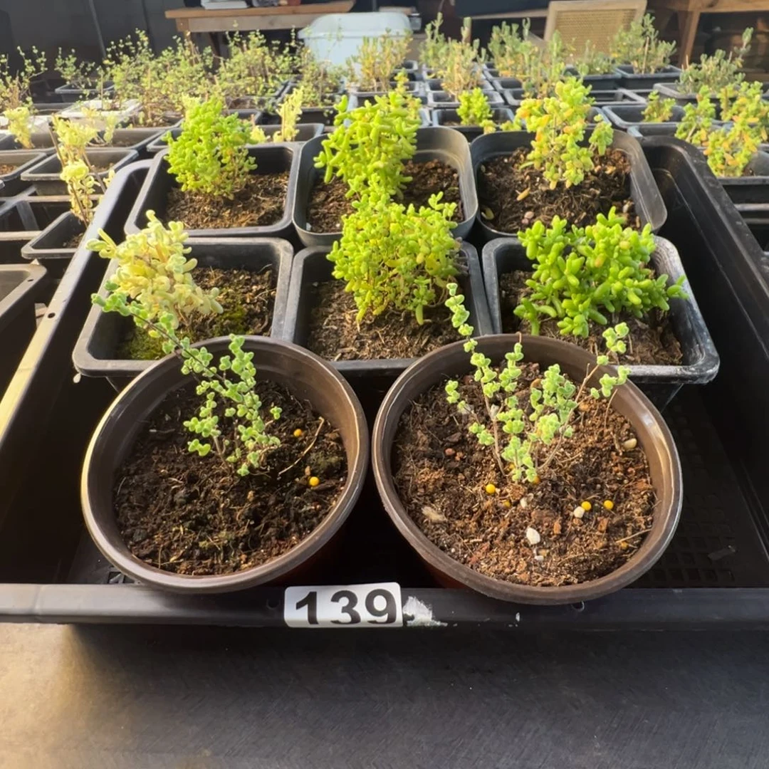 枝干番杏多肉植物139