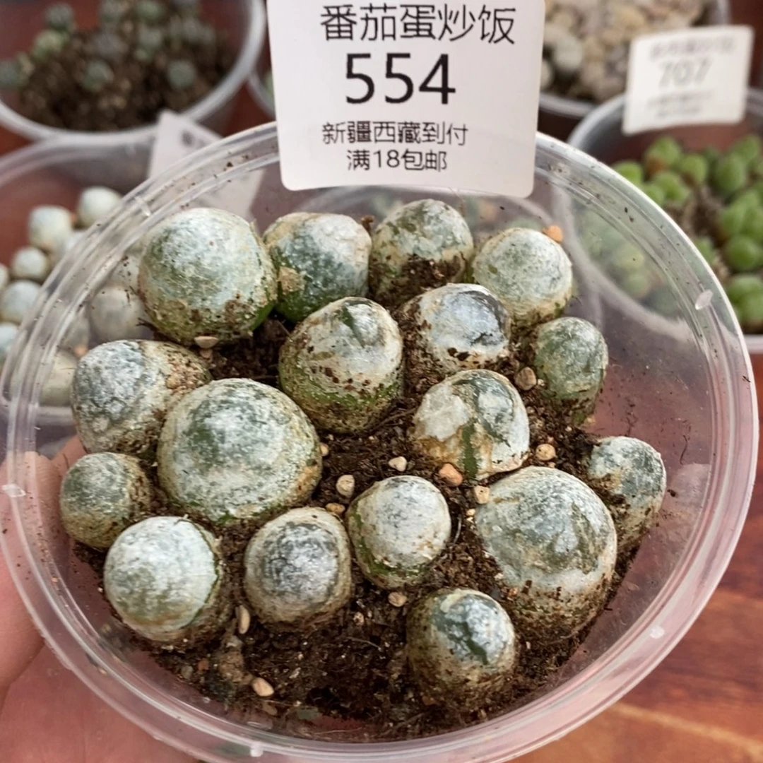 感谢您的支持，00554