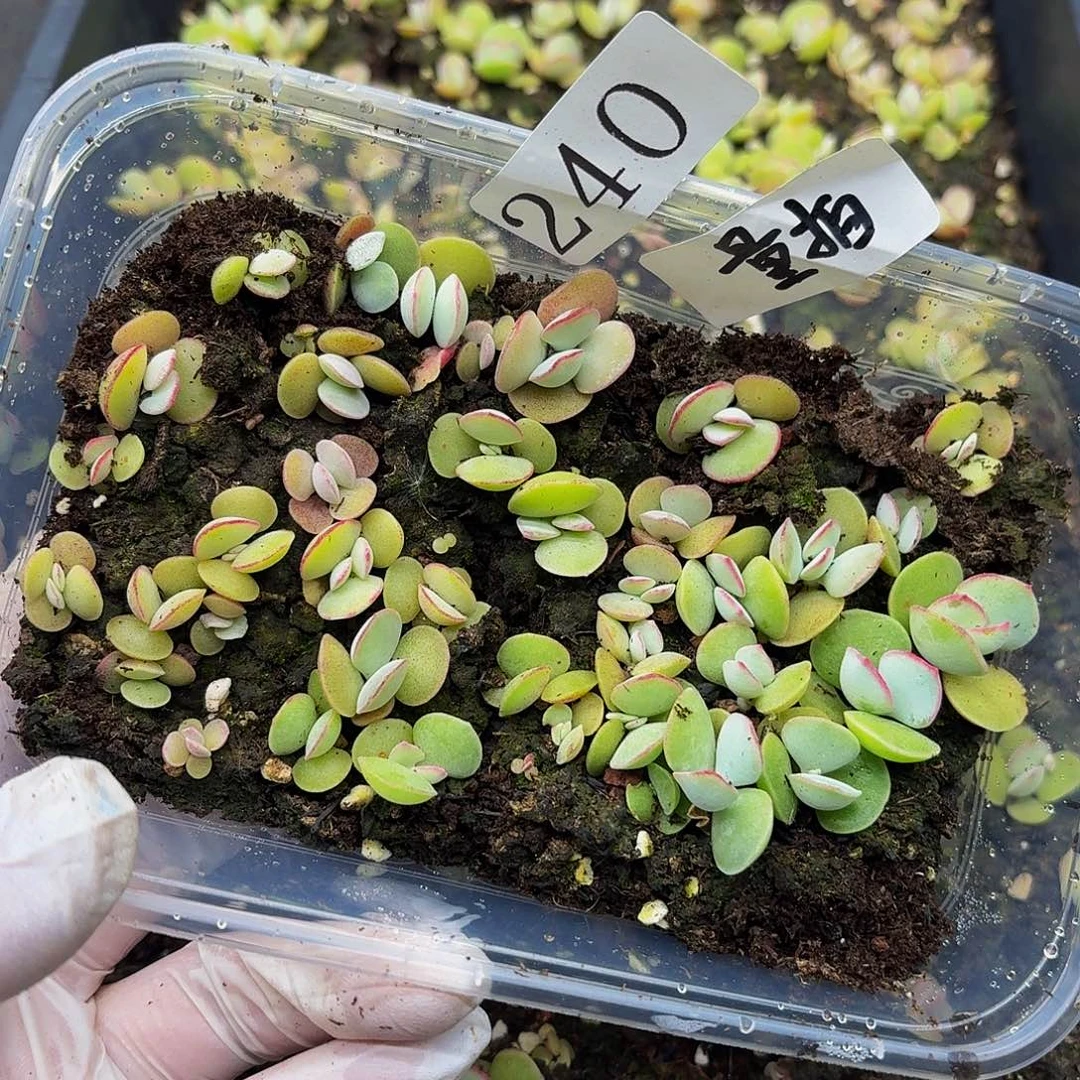 多肉植物多肉植物240量拍