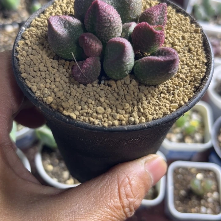 水蜜桃带盆土发货007