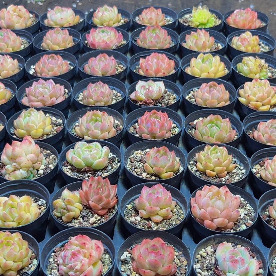 玩***海656多肉的小龙虾和小