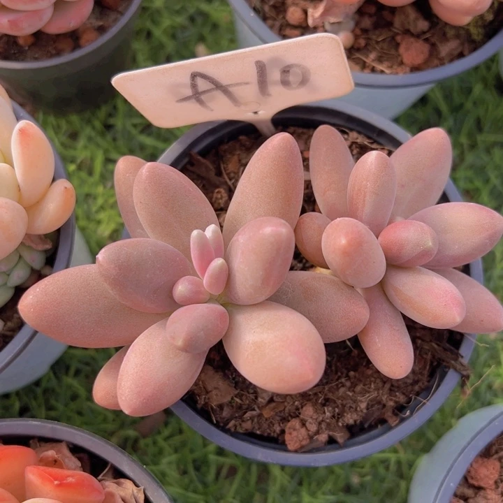 健健康康平平安安