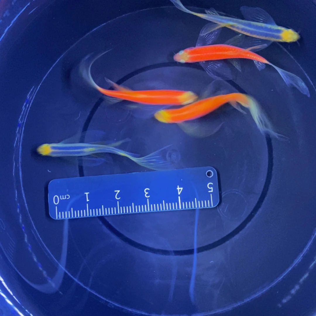 斑马鱼蝶翼斑马3.5厘米以上，5条