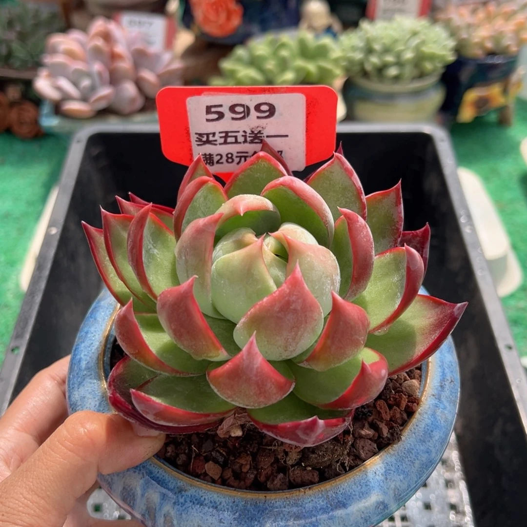 表妹精品多肉植物599.