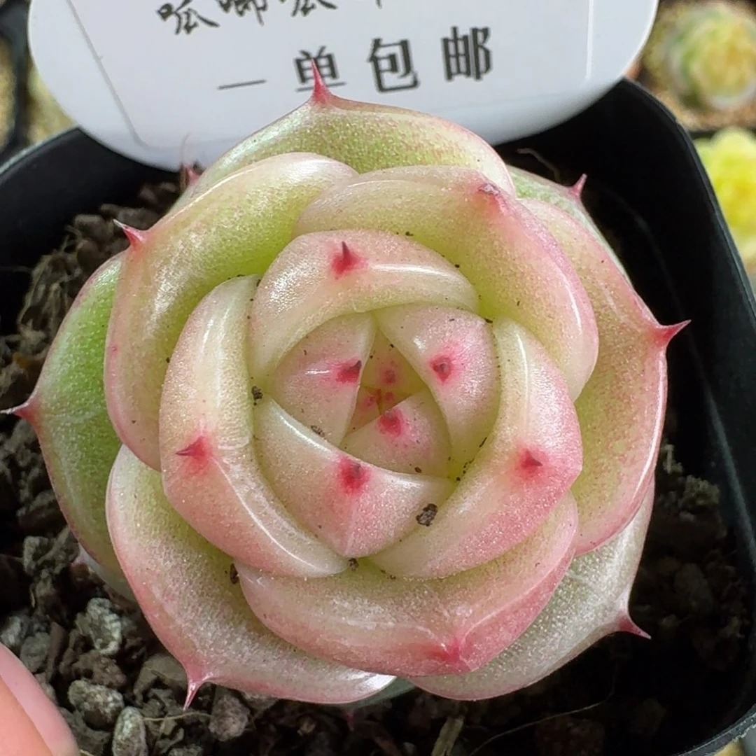 020-玉玲珑单头一颗