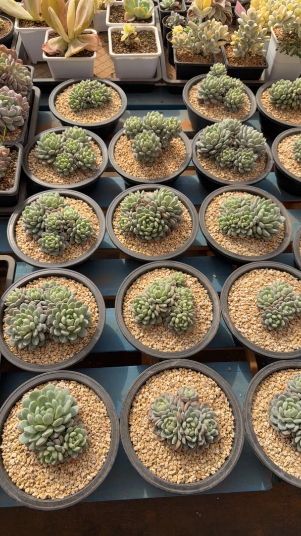 群生百达翡丽多肉花卉一物一拍