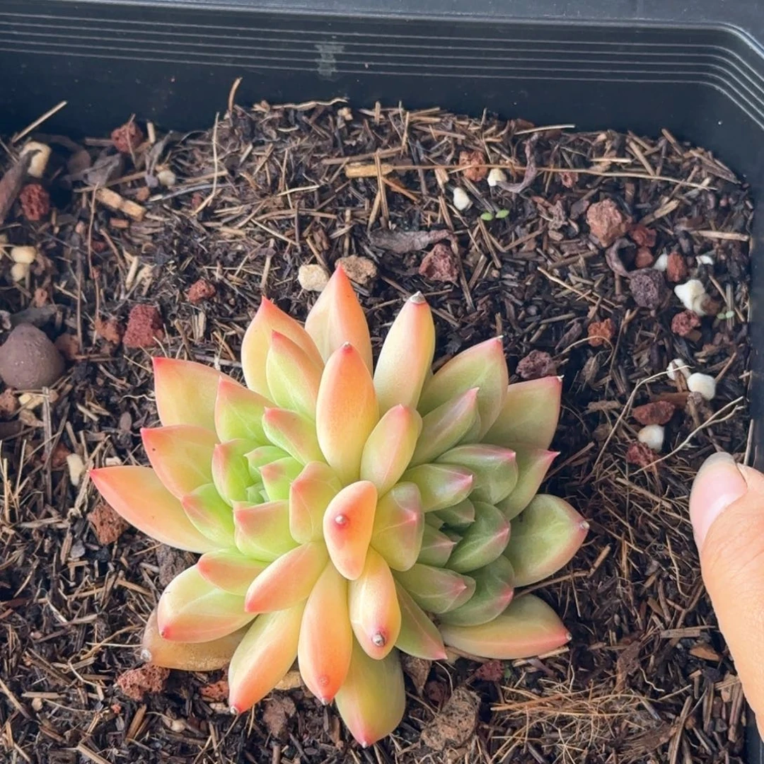 576号 一物一拍 一物一拍