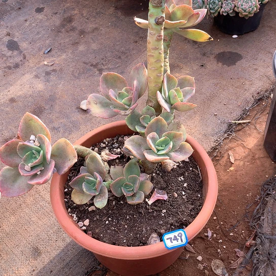 749贺氏一物一拍多肉