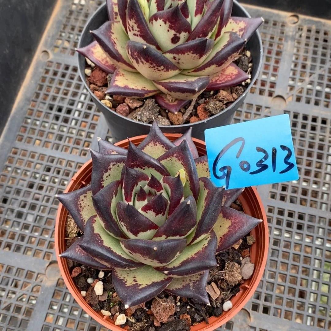 多肉植物多肉植物0313两颗