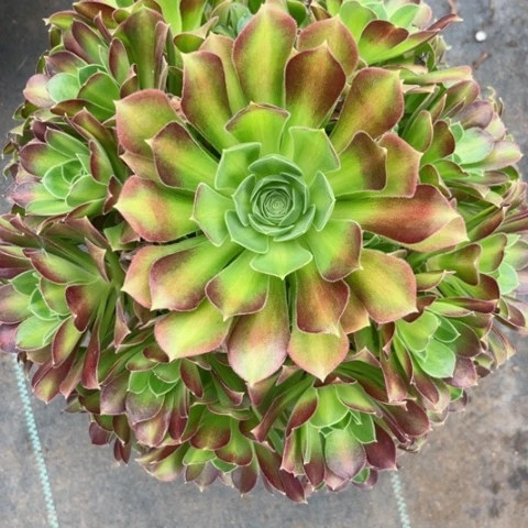 多肉植物韶华菊锦。