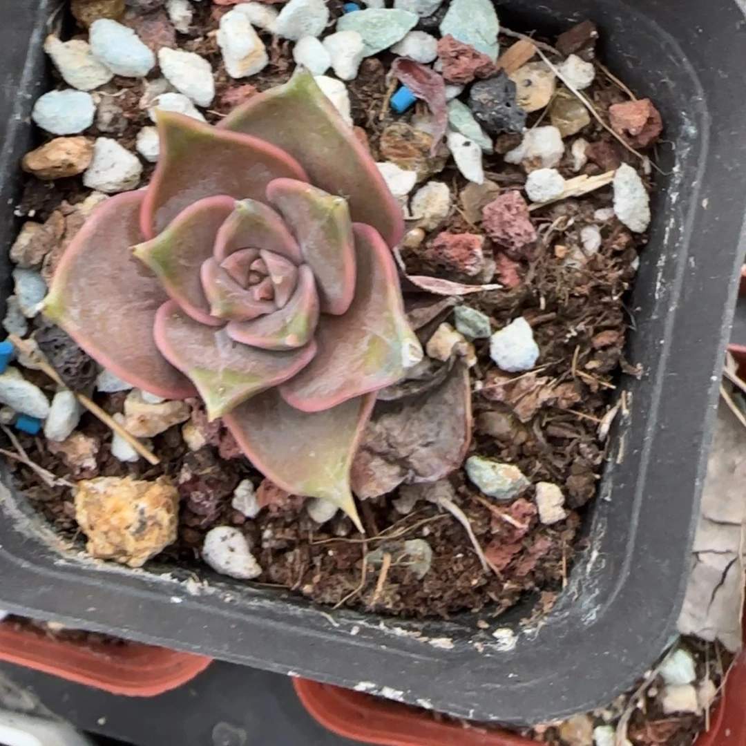 小卡拉米糖心一物一拍