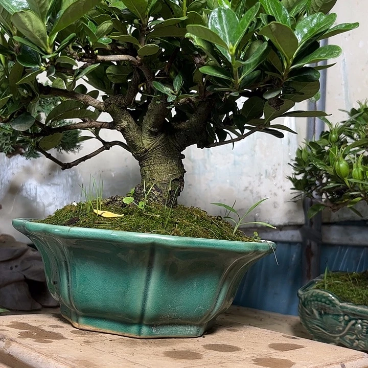 梦***飞达摩栀子花开花挂果