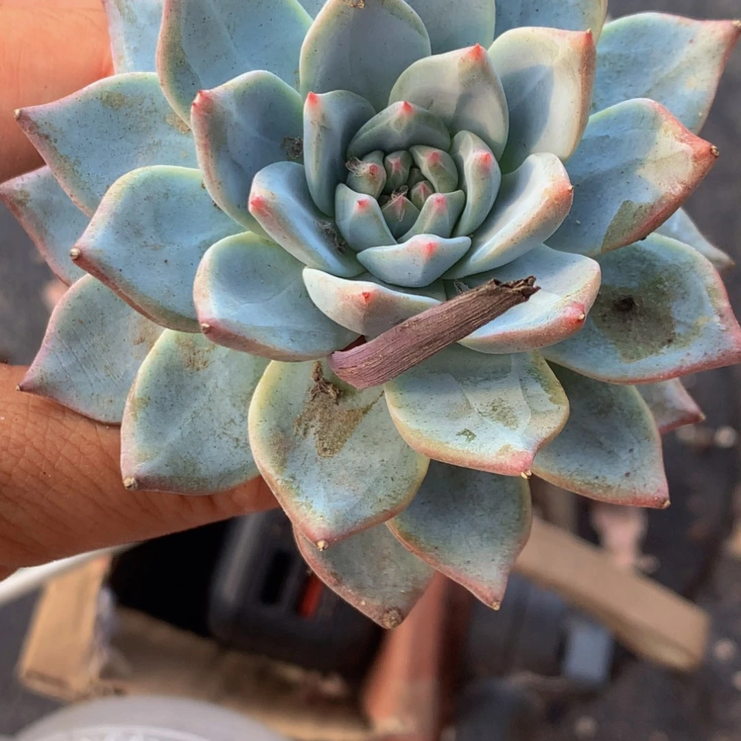 粉蓝鸟  （满9.99包邮不满9.99发叶子）