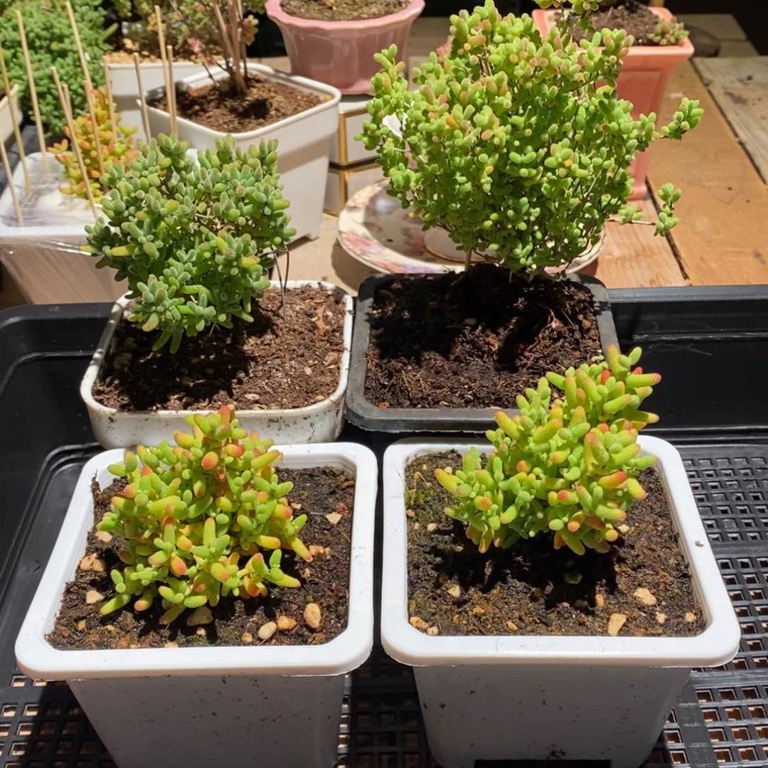 枝干番杏多肉植物667