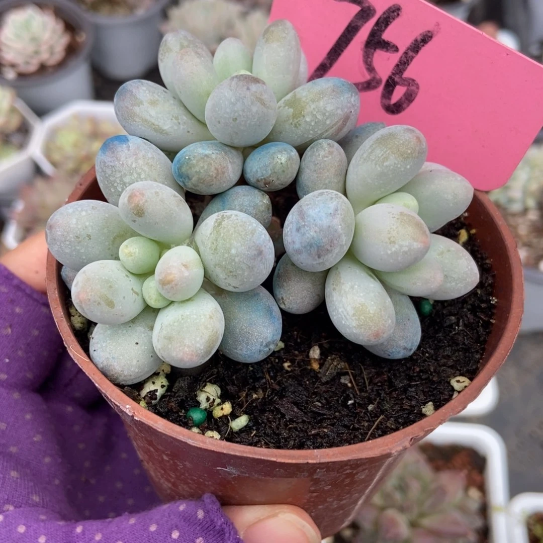 756彩虹奶多肉植物