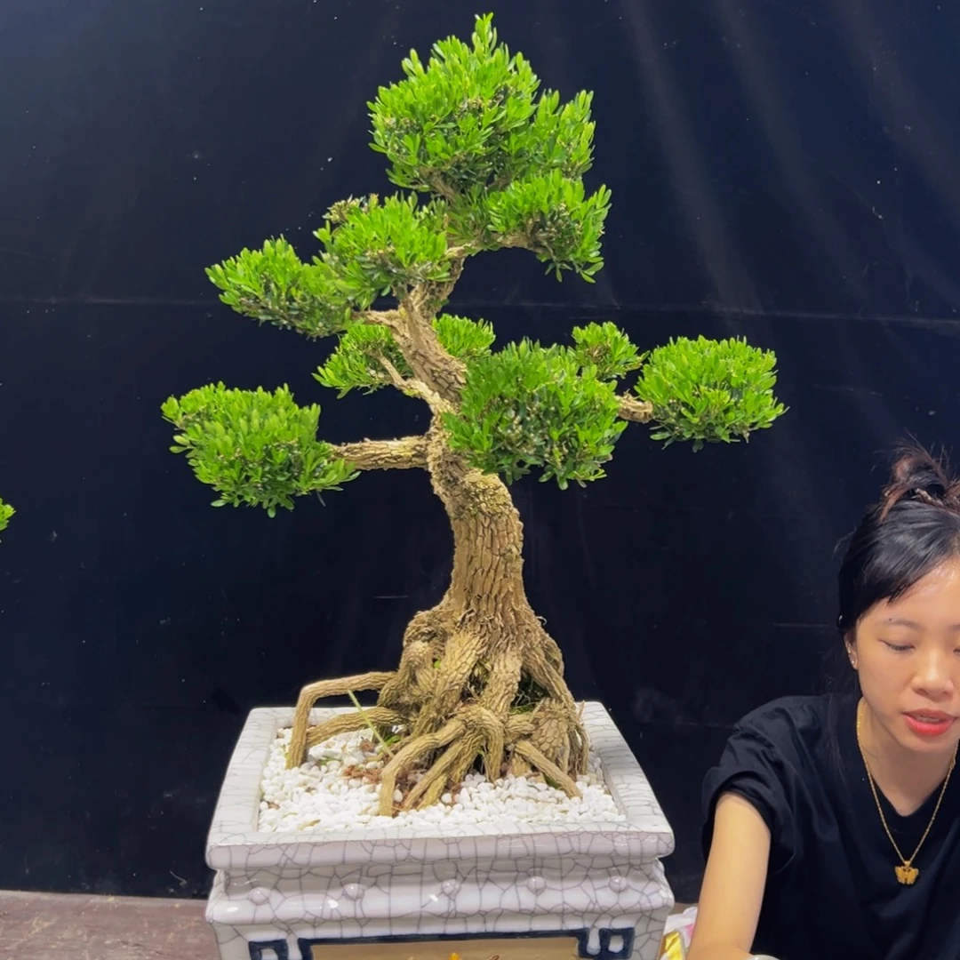 无花朵广东黄杨四季常青