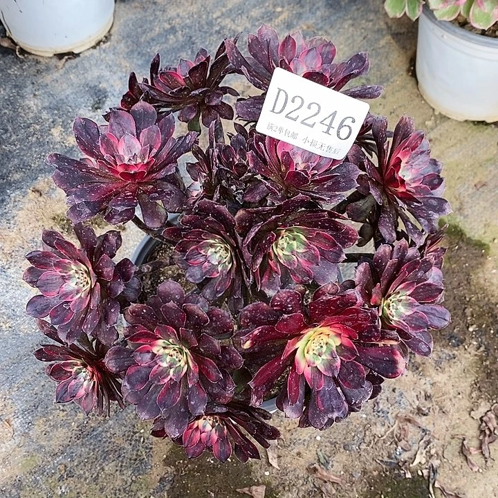 2246法师多肉绣球不周正