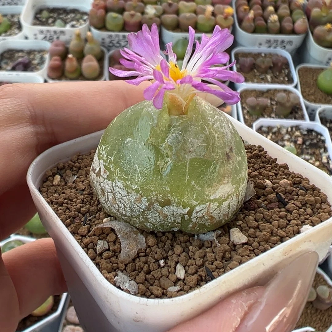 577灯泡有伤裸根发货