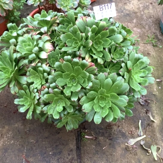 多肉植物必火117