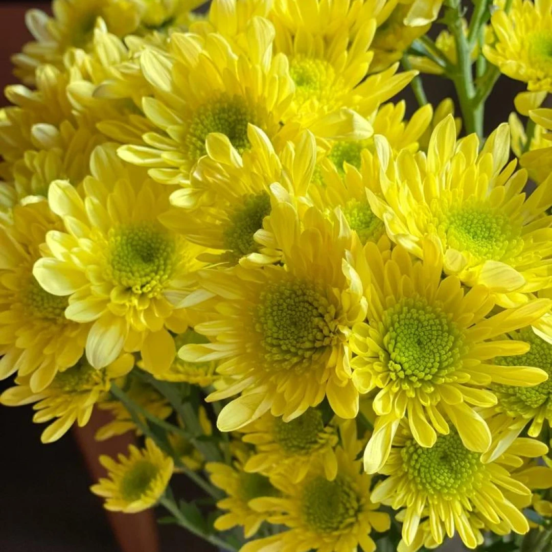 瑞黄小菊 （包邮） 不做隔夜花 东北鲜花现采现发