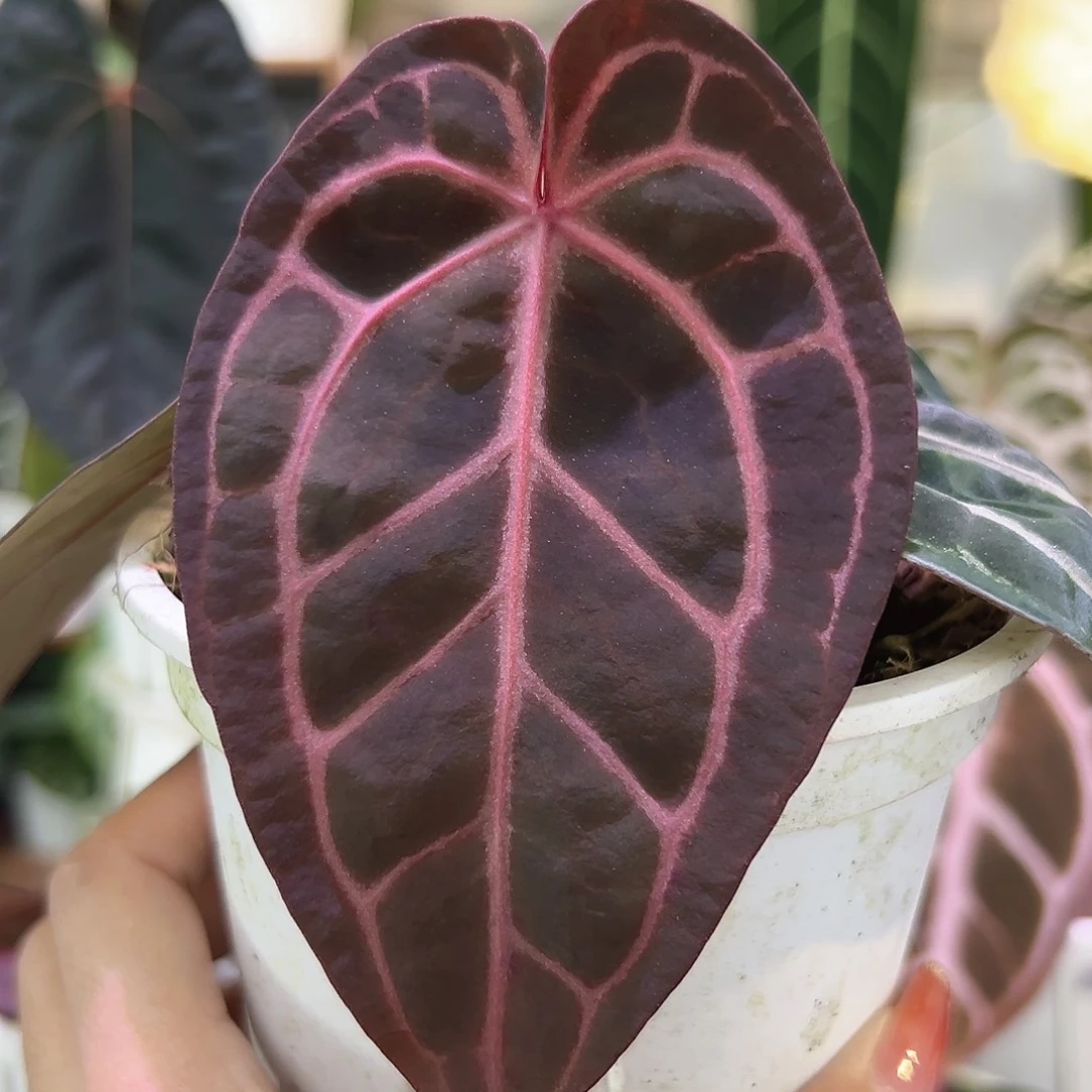 无花朵zara杂米歇尔170