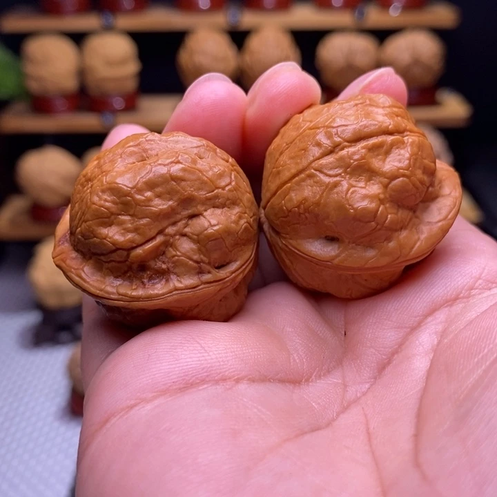 木质类云铁铁鹦鹉61号