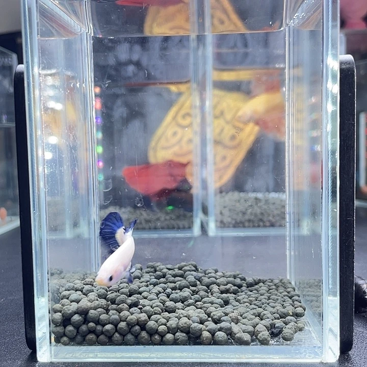 斗鱼15号917早青花