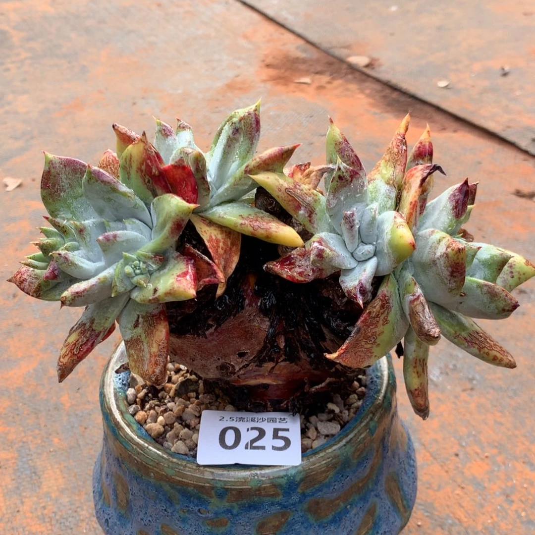 甜****y个体户，2月8日发货多肉