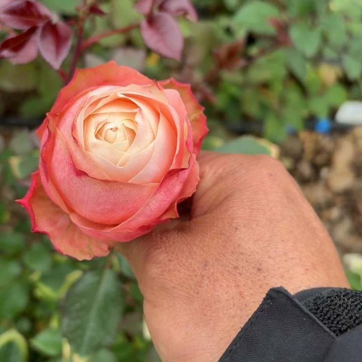 无花朵希思黎小苗