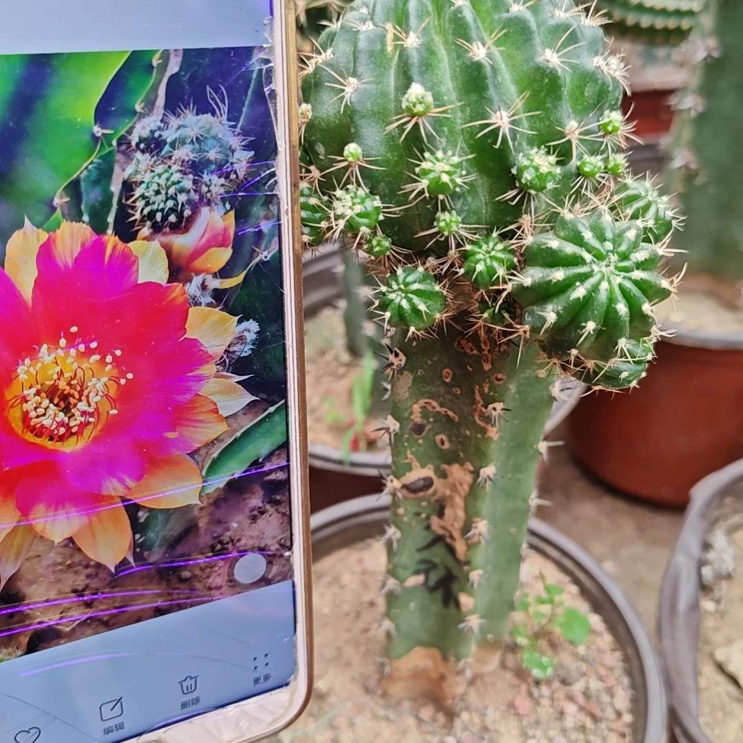 丽花光环秀普嫁接群头243福