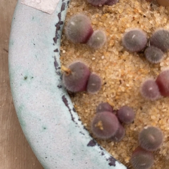 双头史蒂芬尼毛球一颗