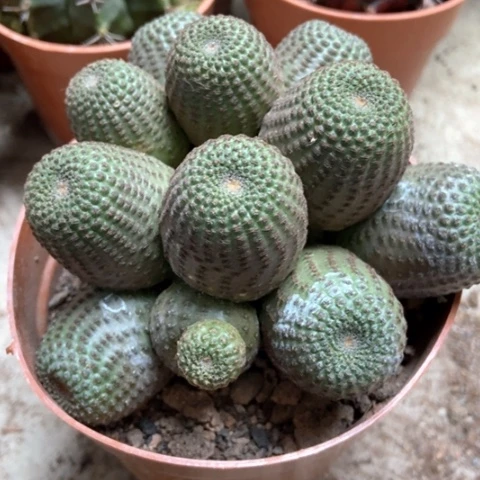 黑蝎子仙人球25米仙人球