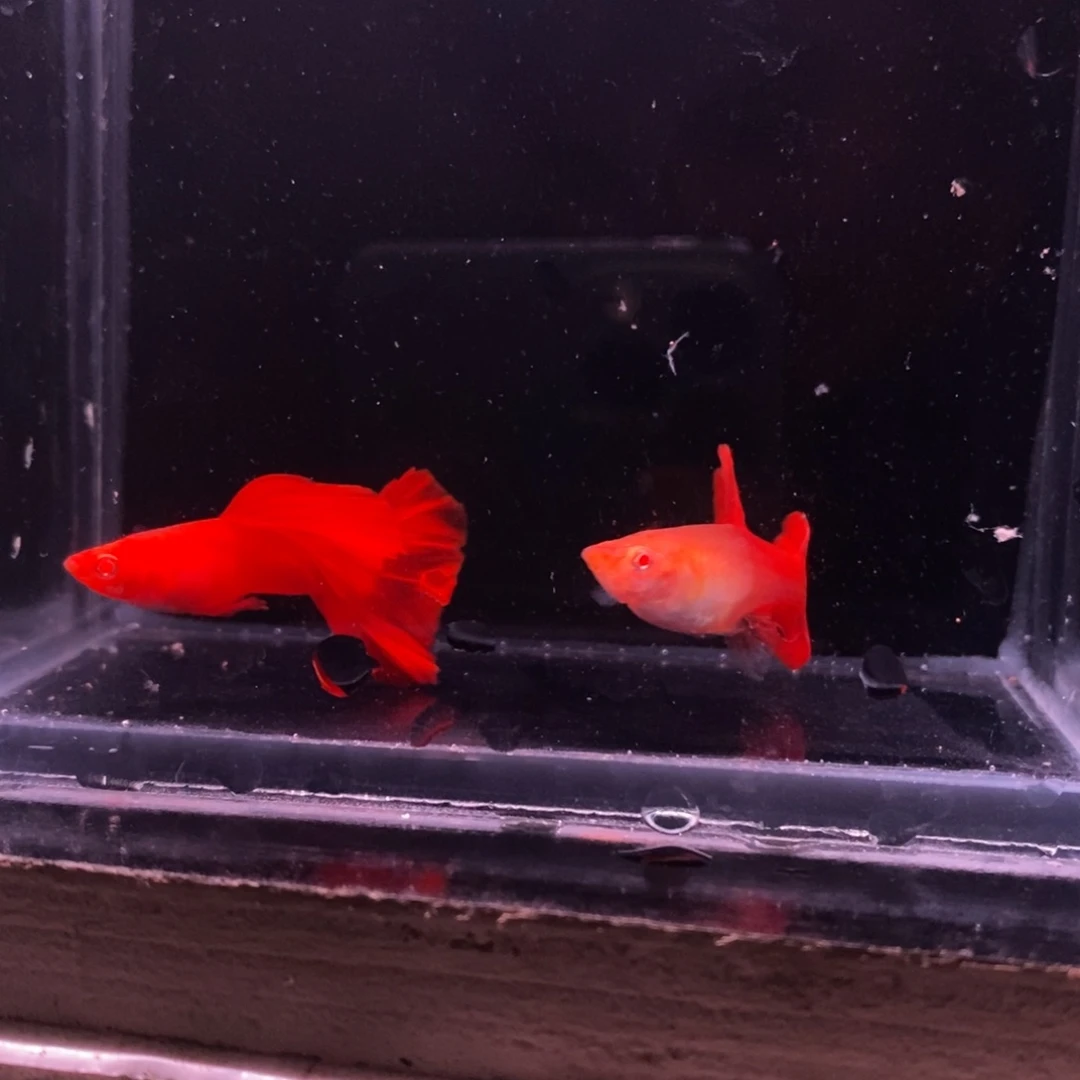 孔雀鱼极品血红一对