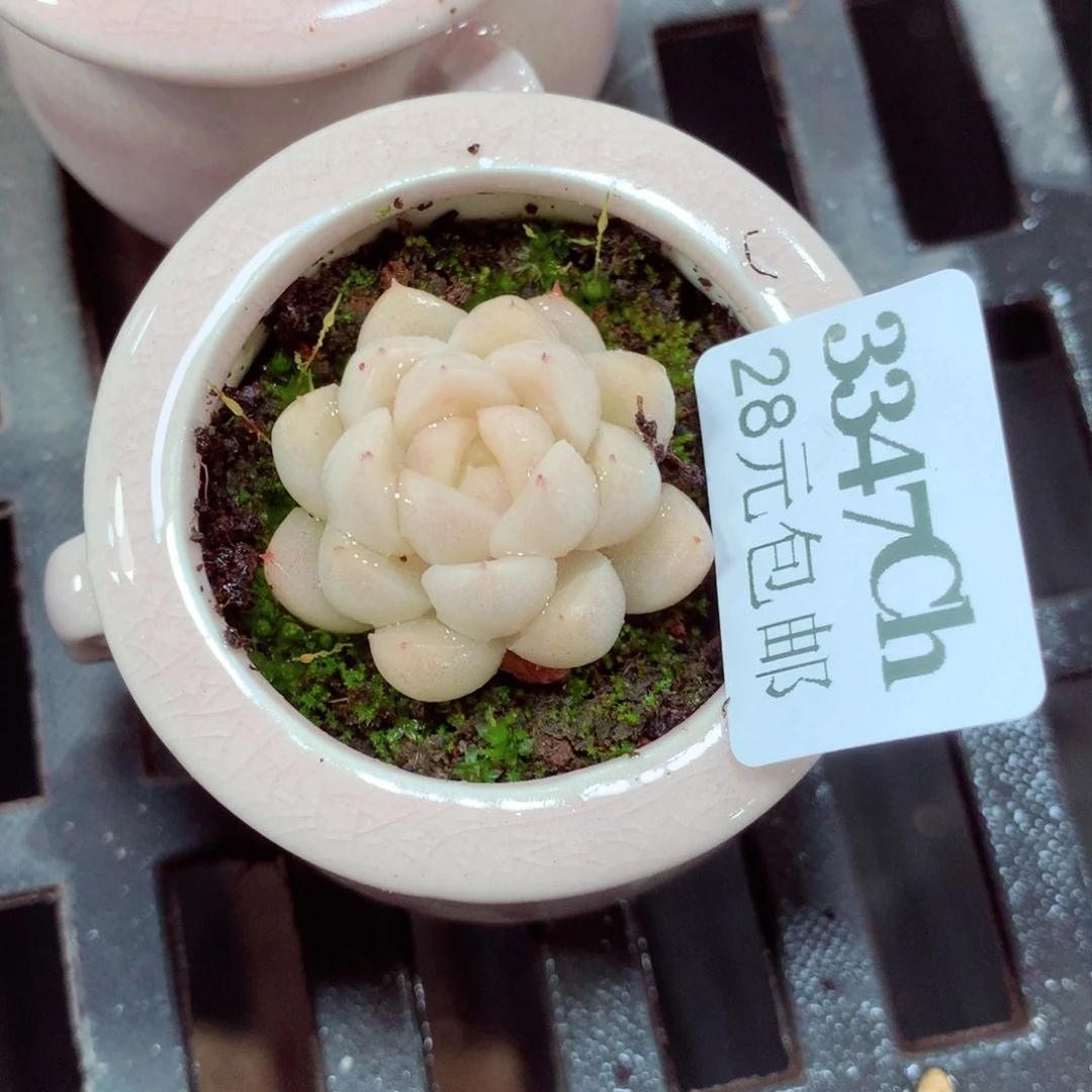 5厘米盆精控多肉3347