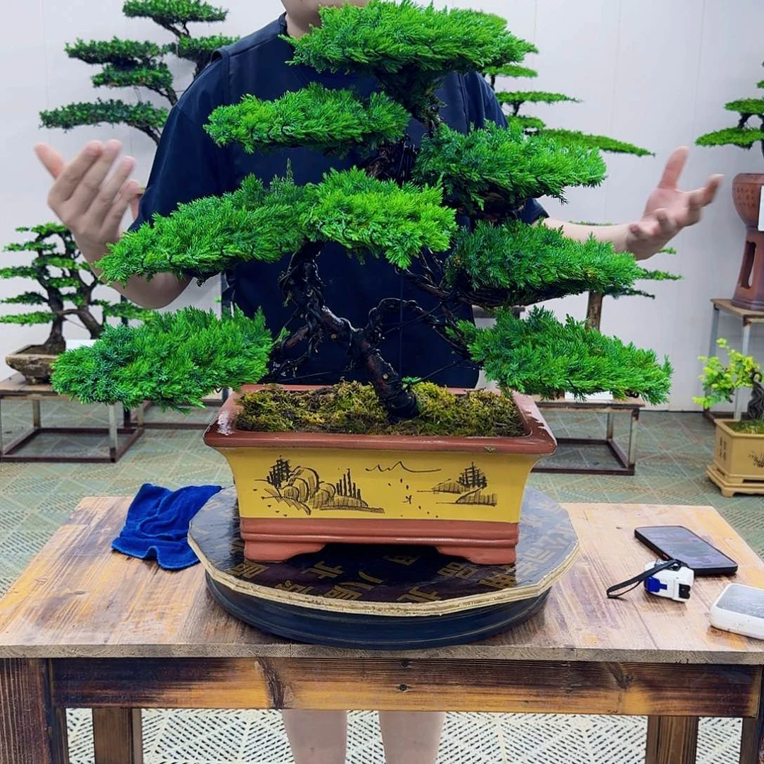 无花朵柏树造型盆景带盆