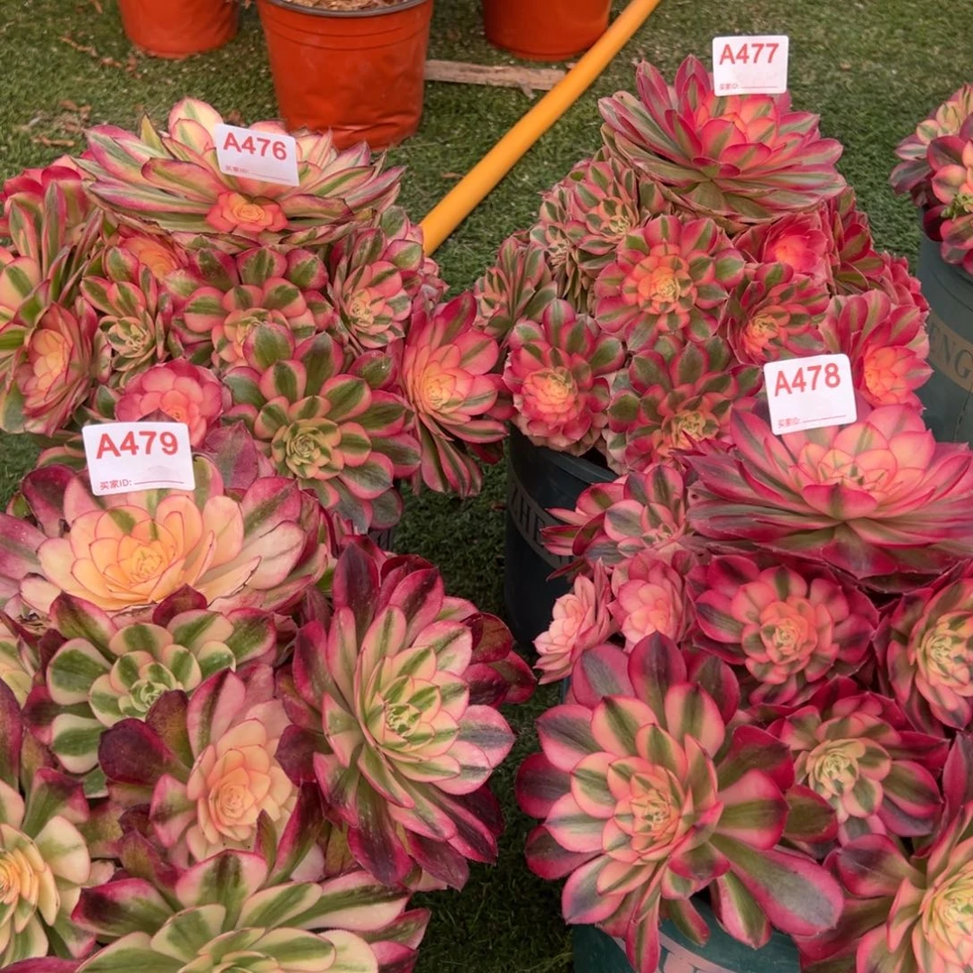 476，477、479，478倾城多肉