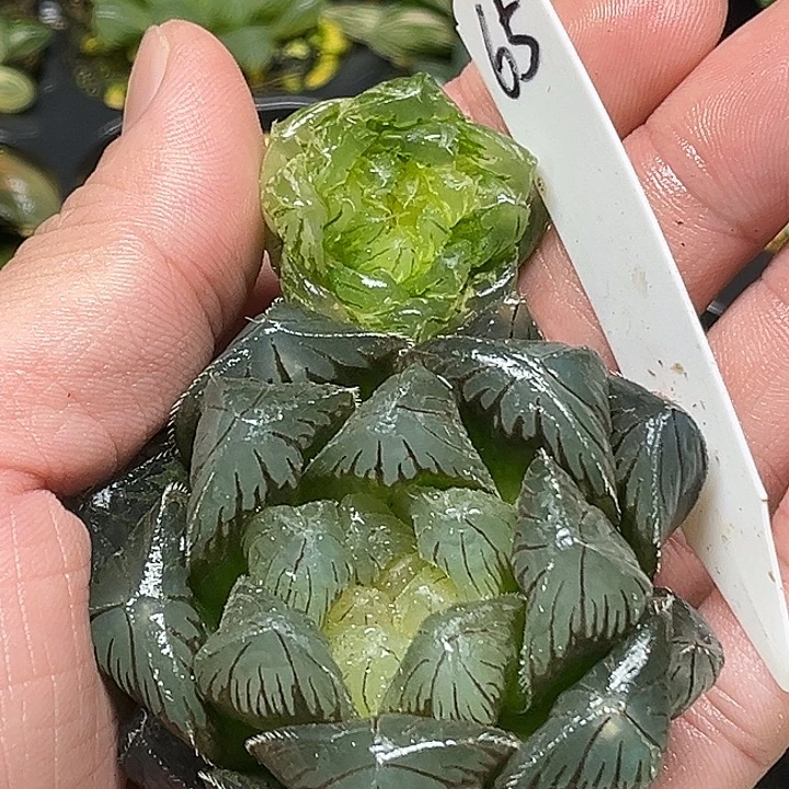 65翠云玉露锦+巨大化特大蓝镜玉露