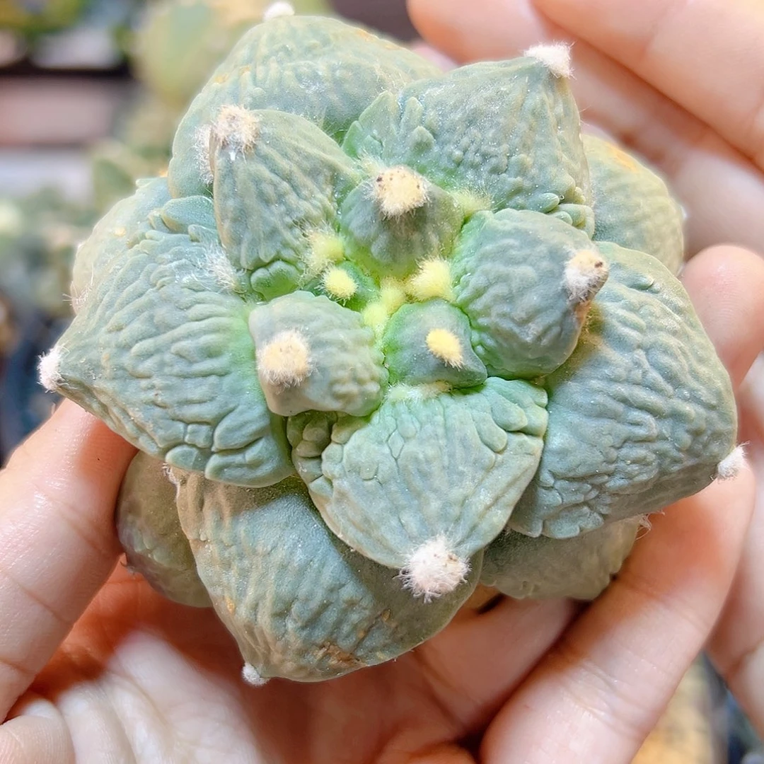 晚55号苗接蓝白肌牛舌基因怒无根7.8公分