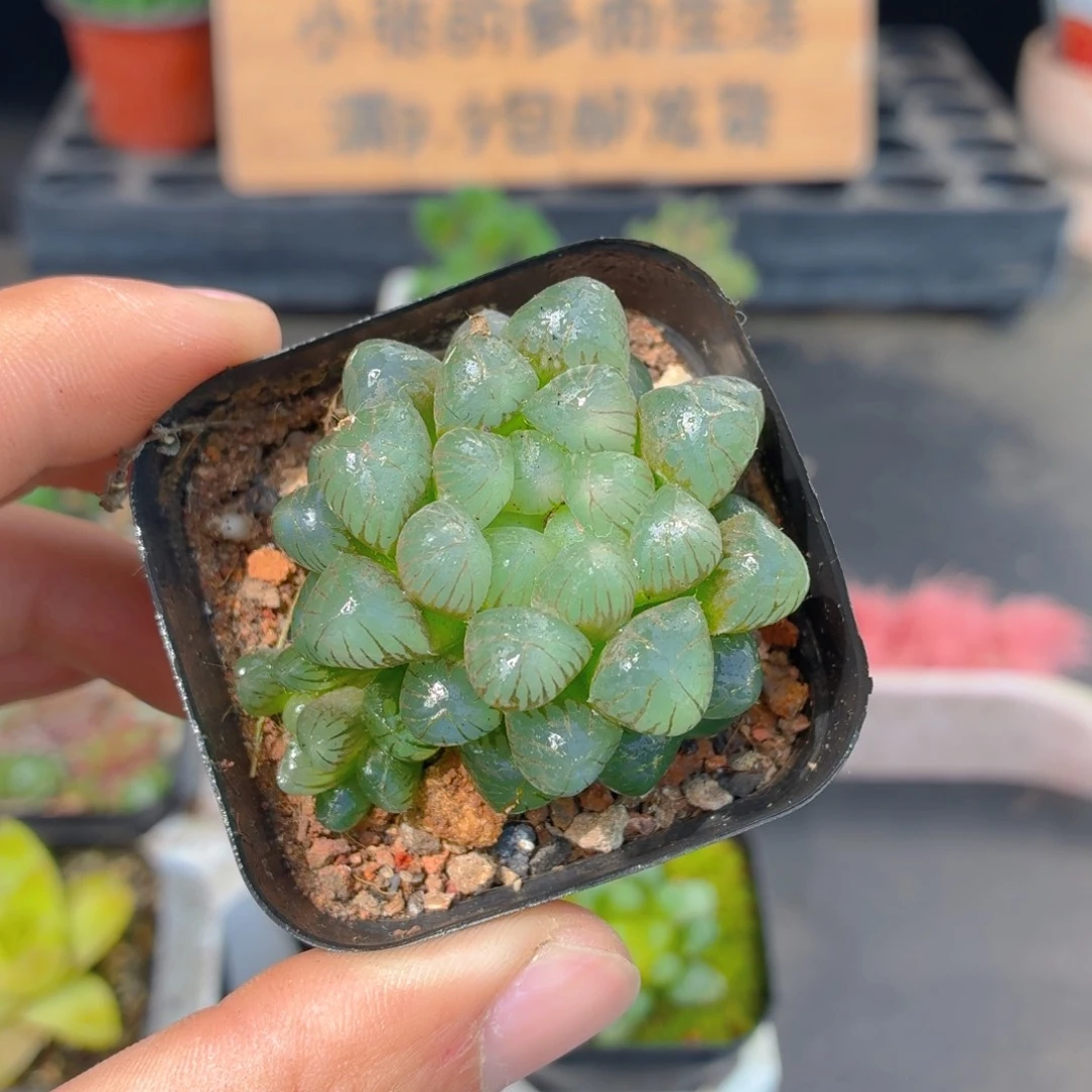 姬玉露多肉9.9包邮发货