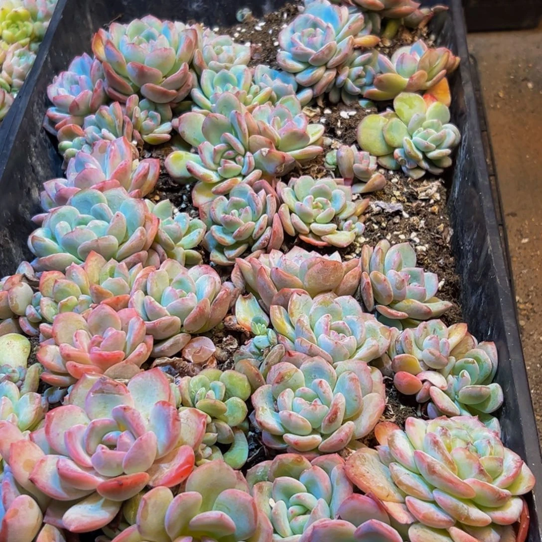 484多肉的小龙虾和小龙虾