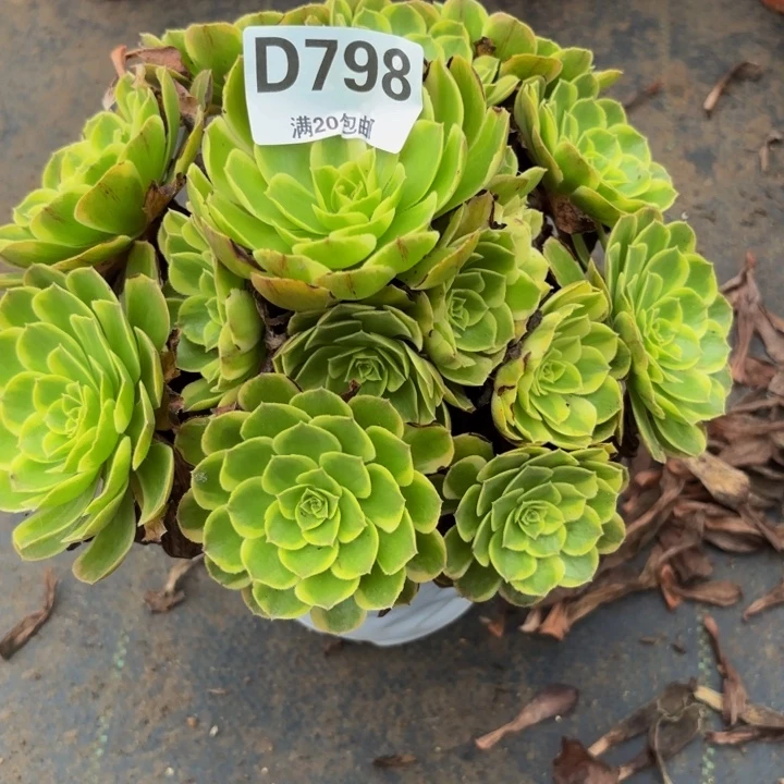 瑞妈多肉园艺798奶白锦