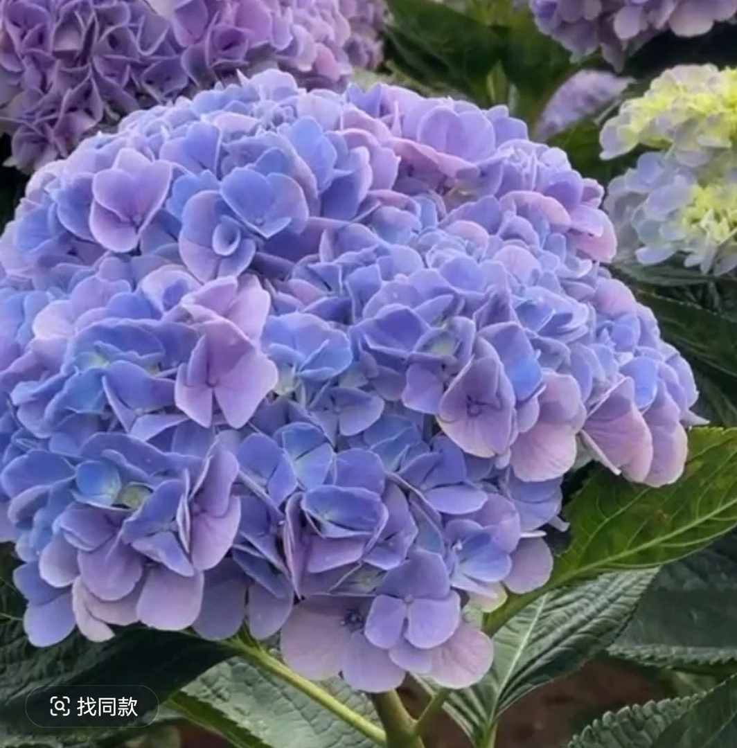 露天绣球（翘瓣蓝）大海蓝升级版大花渐变色直立牲强适合庭院栽种