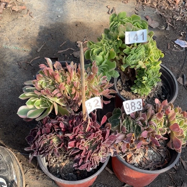 983号4颗小缀12厘米左右