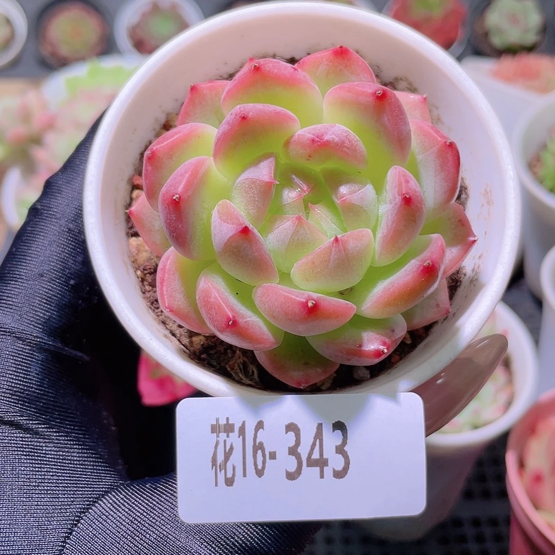 花利美16-343新品