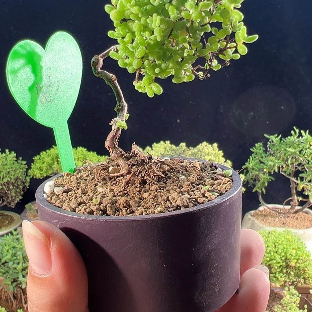 003蜜橘个性造型老桩